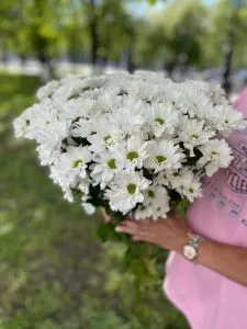 Хризантема кустовая белая Кеннеди