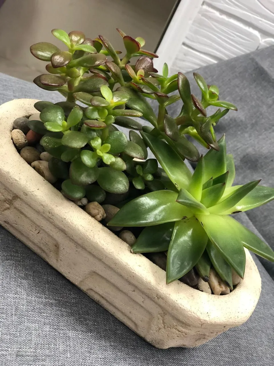 photo_5273912195731807252_y.jpg photo_5273912195731807252_y.jpg